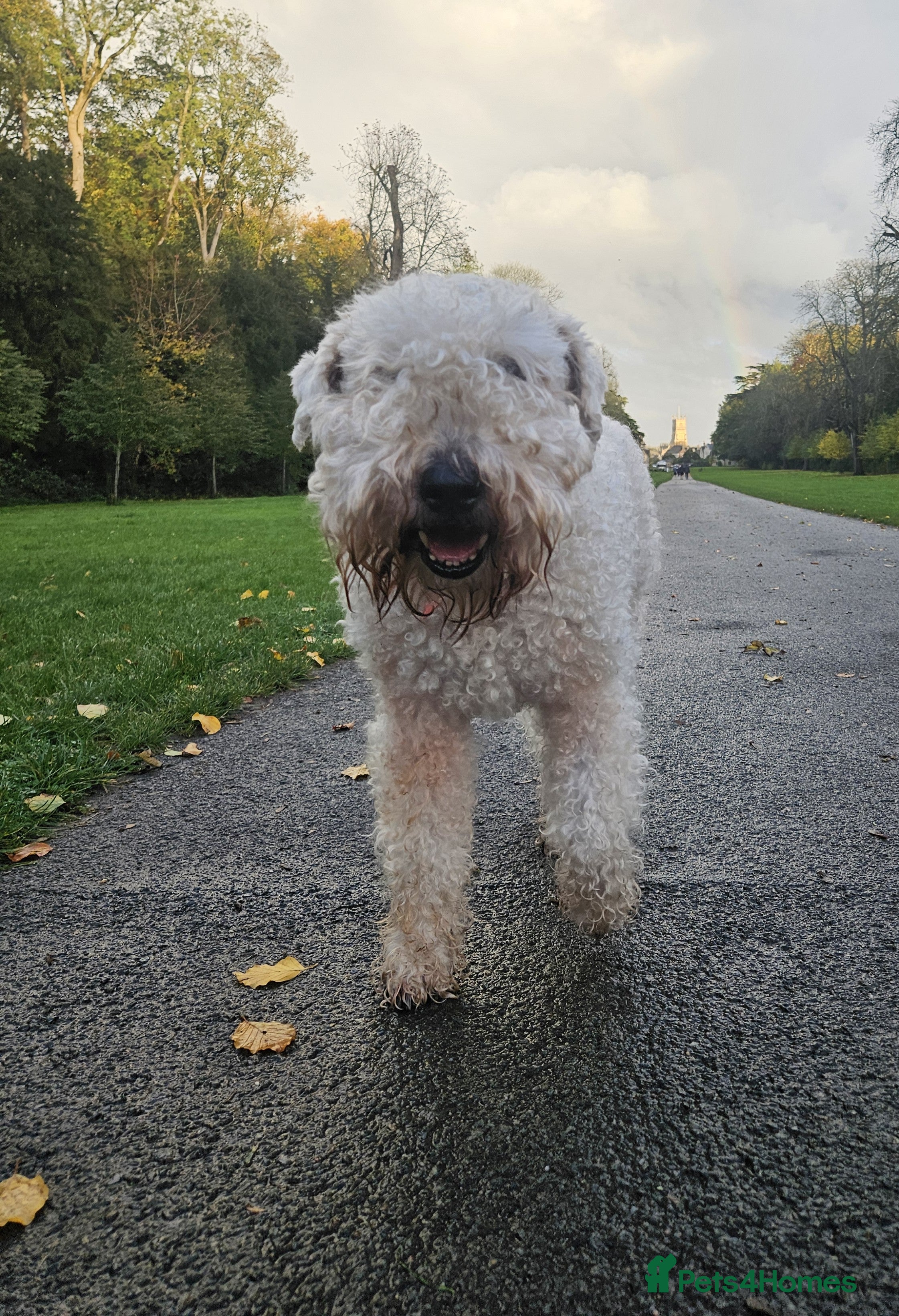 Soft Coated Wheaten Terrier dogs Wheaten Terrier - 5 years old - Advert 12