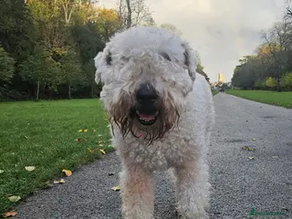 Soft Coated Wheaten Terrier dogs Wheaten Terrier - 5 years old - Advert 2