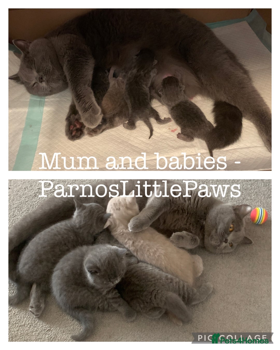 British Shorthair cats for sale: Beautiful Blue Girl  - Advert 6