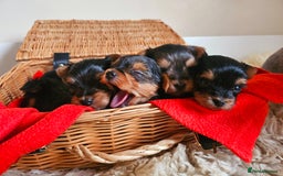 Yorkshire Terrier dogs for sale: True Miniature Yorkshire Terrier Puppies  - Advert 8