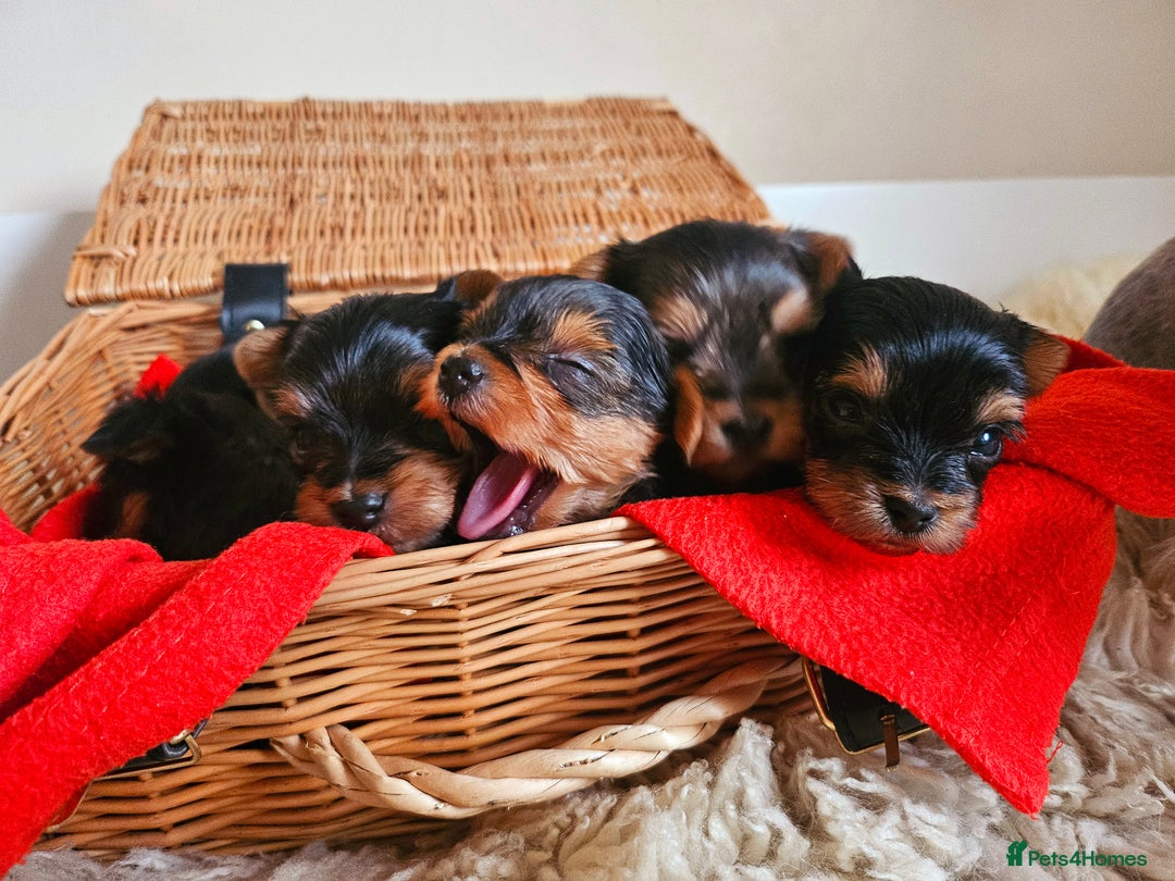Yorkshire Terrier dogs for sale: True Miniature Yorkshire Terrier Puppies  - Advert 8