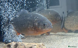 Piranhas fish for sale: Red Belly Piranhas - Image 8