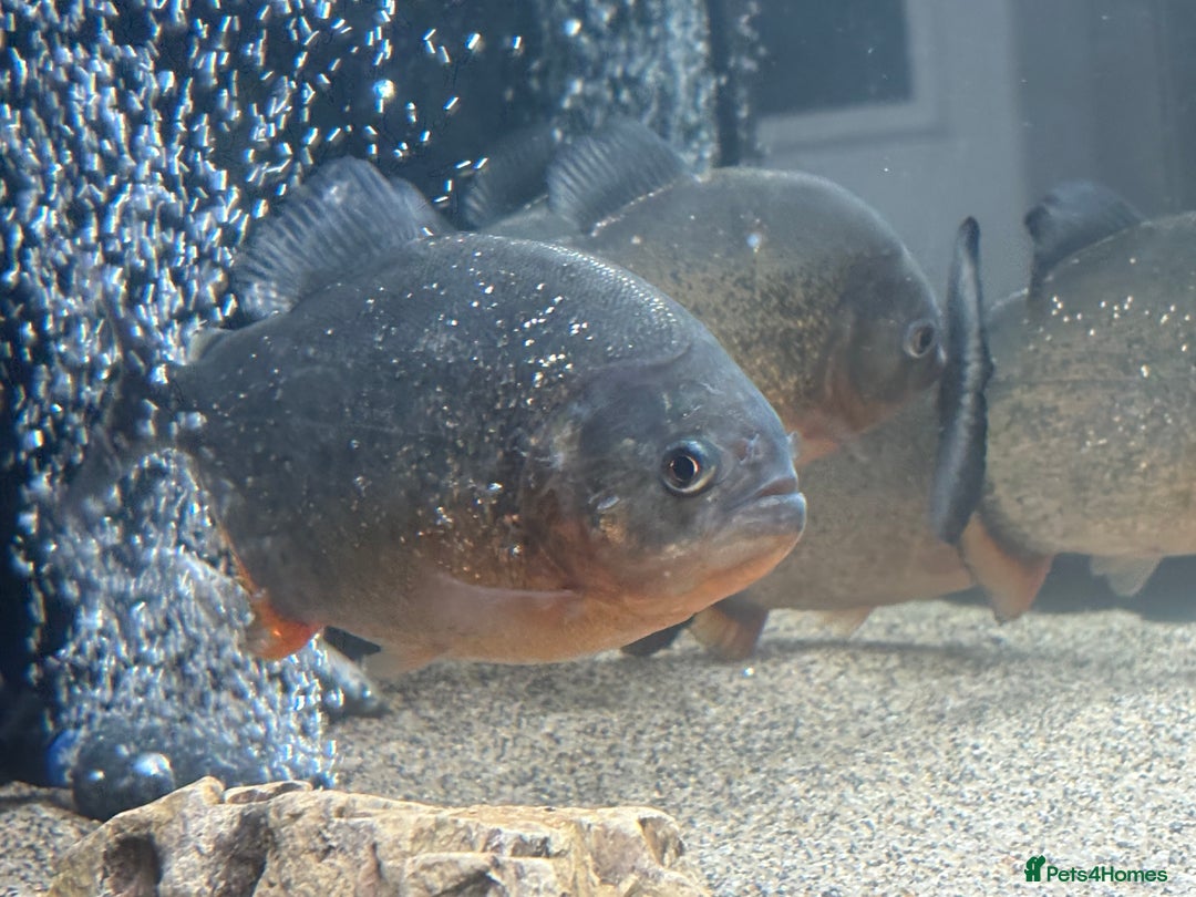 Piranhas fish for sale: Red Belly Piranhas - Image 8