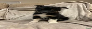 Border Collie 2