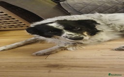 Border Collie dogs for sale: My babies  - Image 10