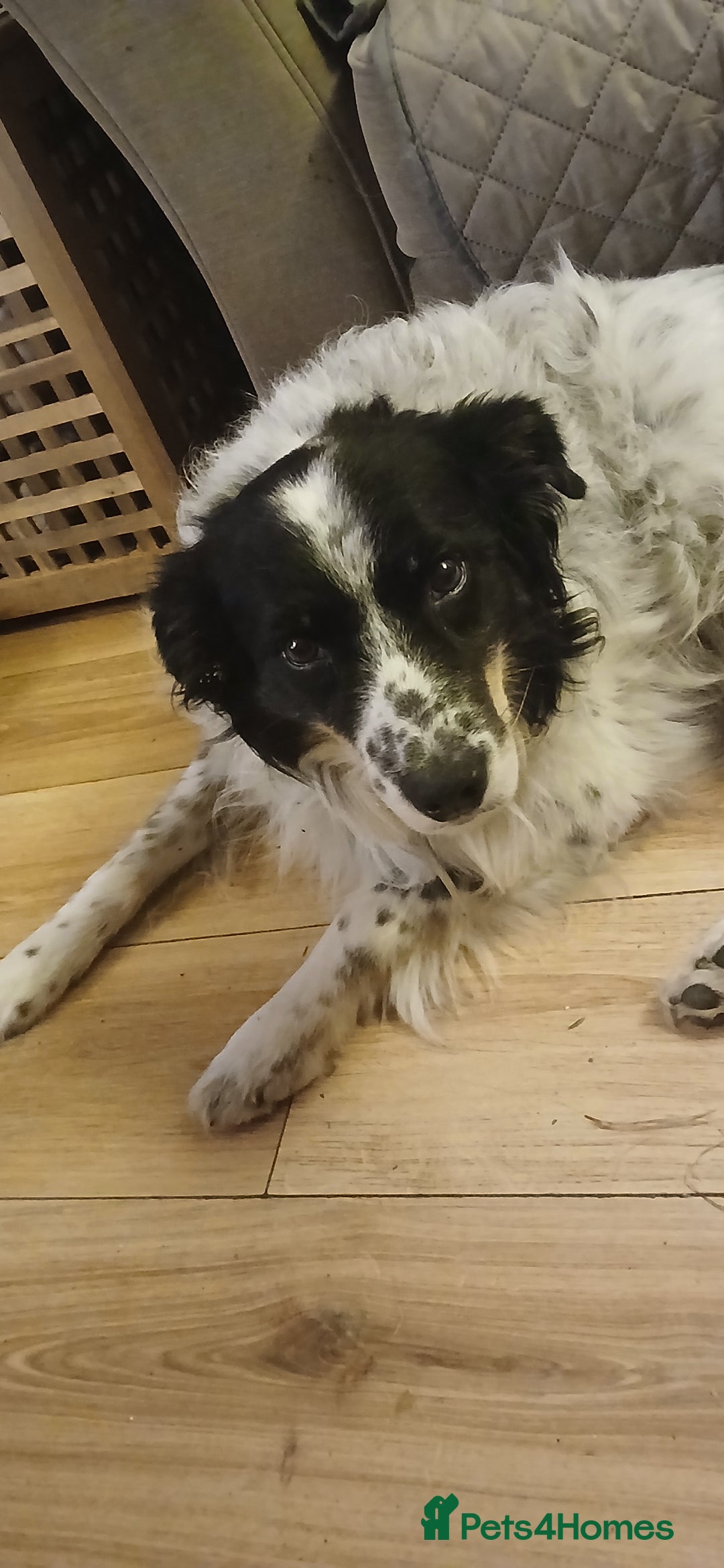Border Collie dogs for sale: My babies  - Image 10
