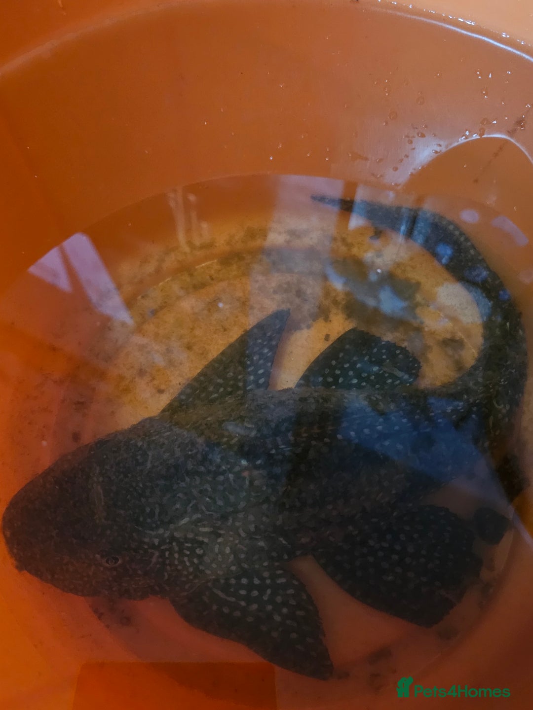 Plecos fish for sale: Sail Fin Pleco & Clown Roach - Advert 4