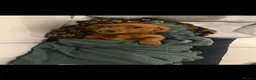 Miniature Dachshund dogs for sale: Long Haired Miniature Dachshund  - Advert 5
