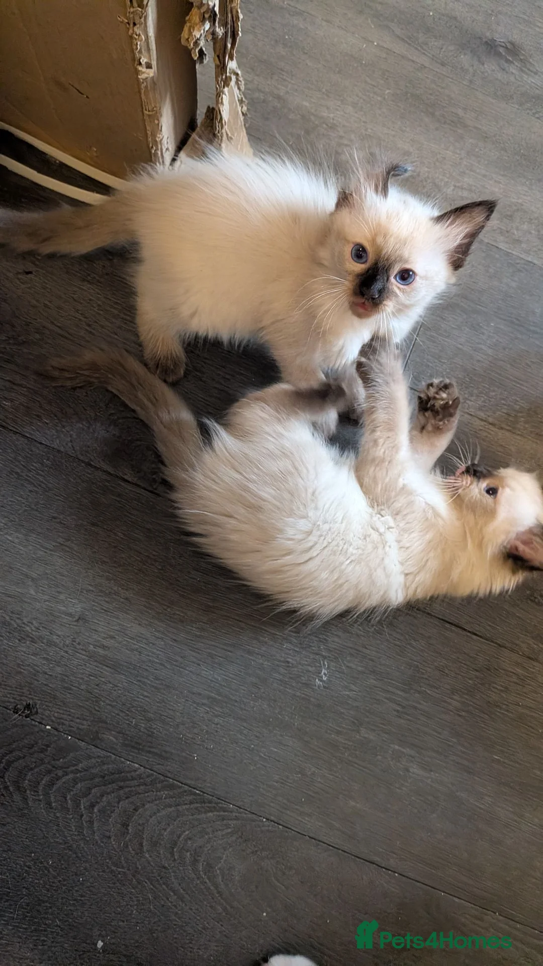 Ragdoll cats for sale: 6 purebred Ragdoll kittens reservations taken now  in Tiverton - Advert 1