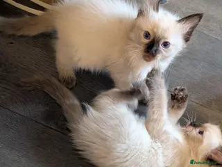 Ragdoll cats 6 purebred Ragdoll kittens reservations taken now - Advert 1
