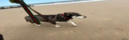 Mixed Breed dogs for adoption: Phillip Norwich Norfolk  - Advert 2