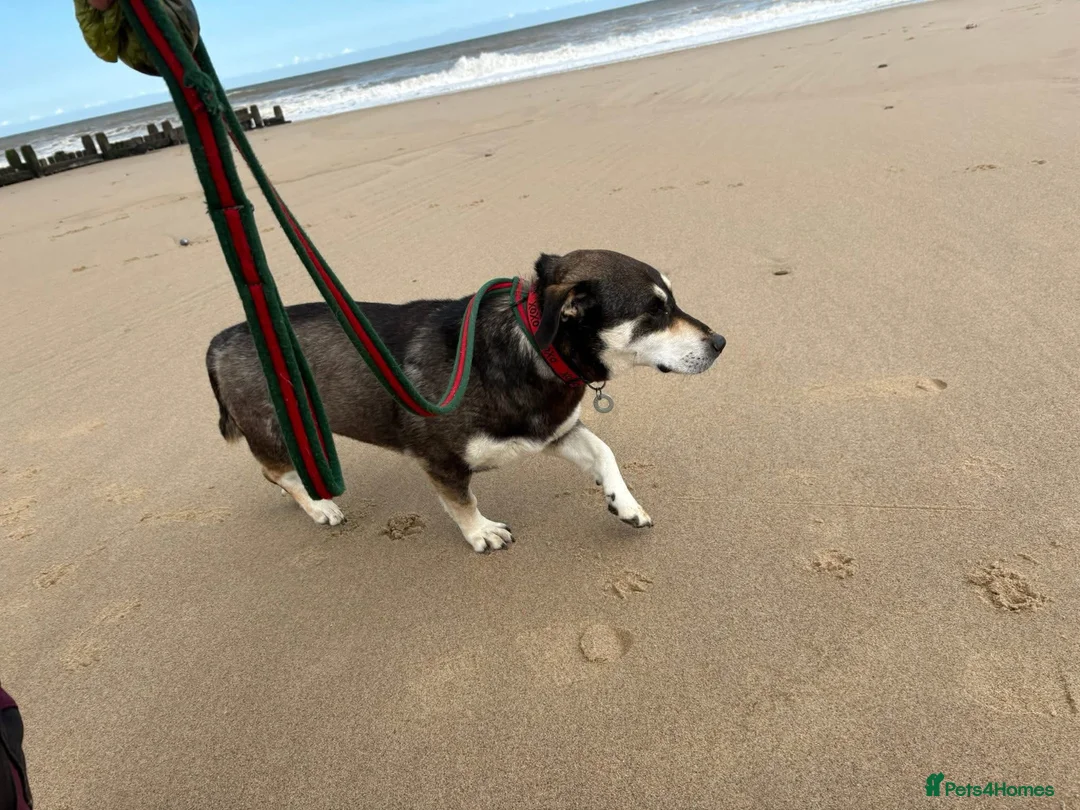 Mixed Breed dogs for adoption: Phillip Norwich Norfolk  - Advert 2