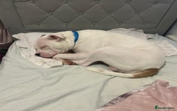 Mixed Breed dogs for sale: Dexter  - Image 2