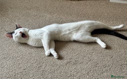 Domestic Shorthair cats for sale: Kitten for sale - Image 3