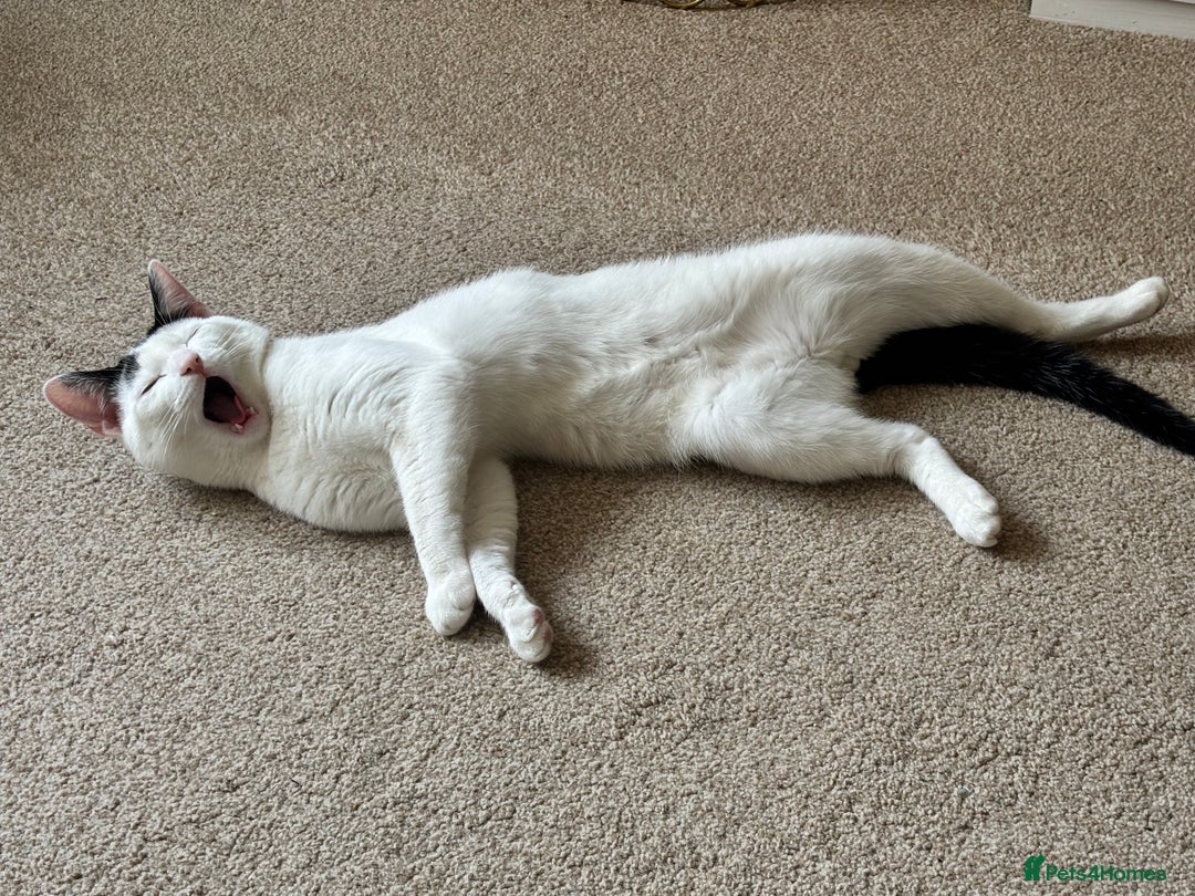 Domestic Shorthair cats for sale: Kitten for sale - Image 3