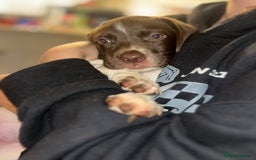 Mixed Breed dogs for sale: READY TO GO – Lab/Spaniel/Collie Mix Puppies - Image 23