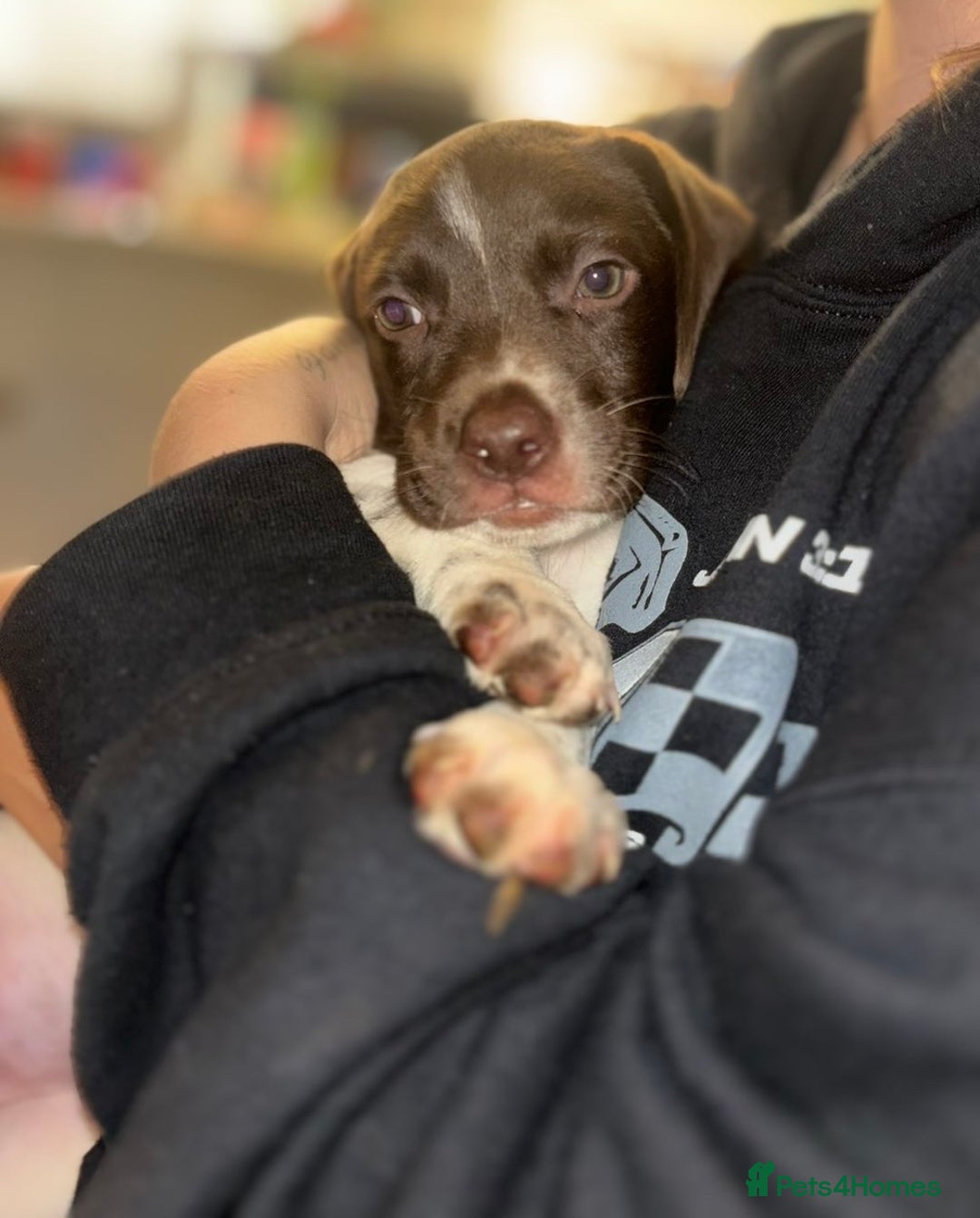 Mixed Breed dogs for sale: READY TO GO – Lab/Spaniel/Collie Mix Puppies - Image 23