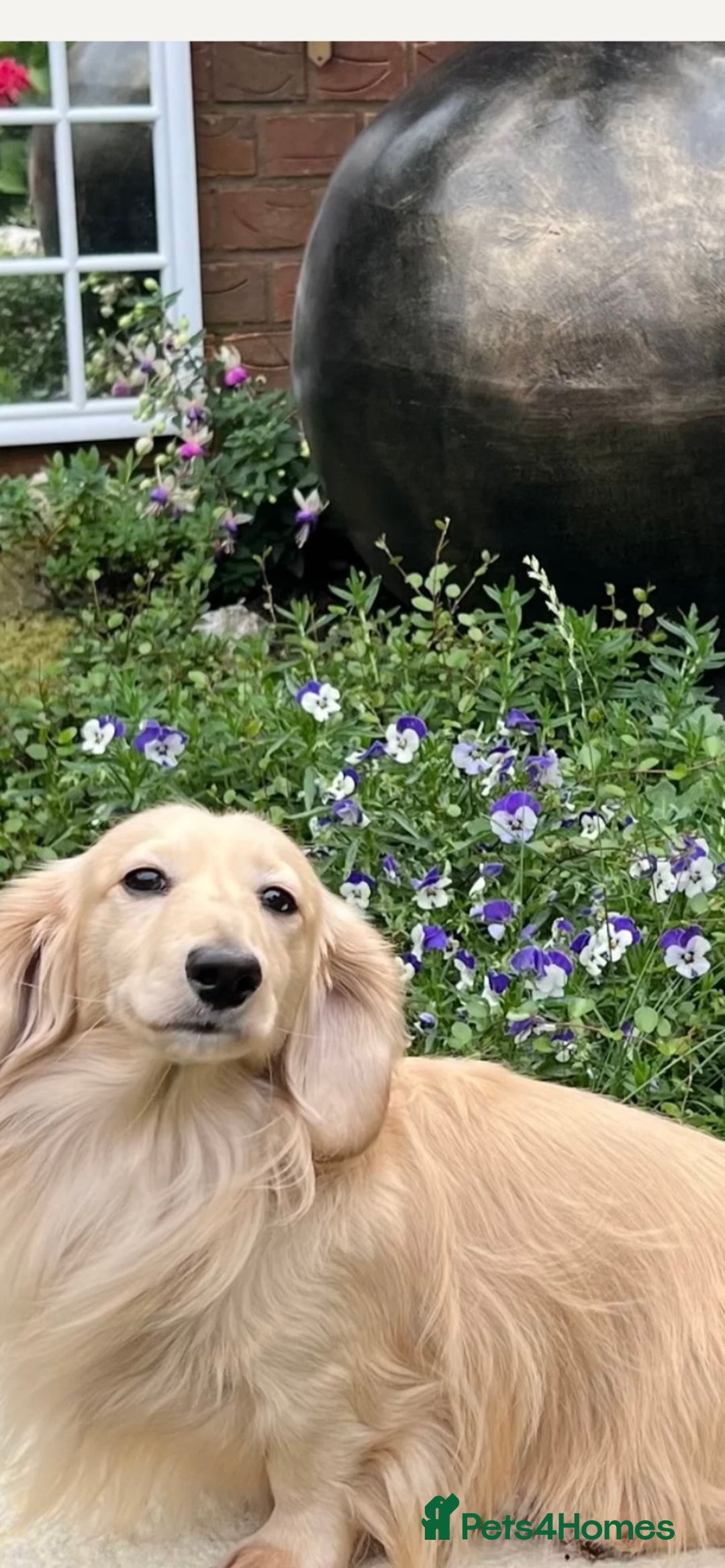 Miniature Dachshund dogs for sale: Beautiful KC miniature dachshund girl - Advert 5