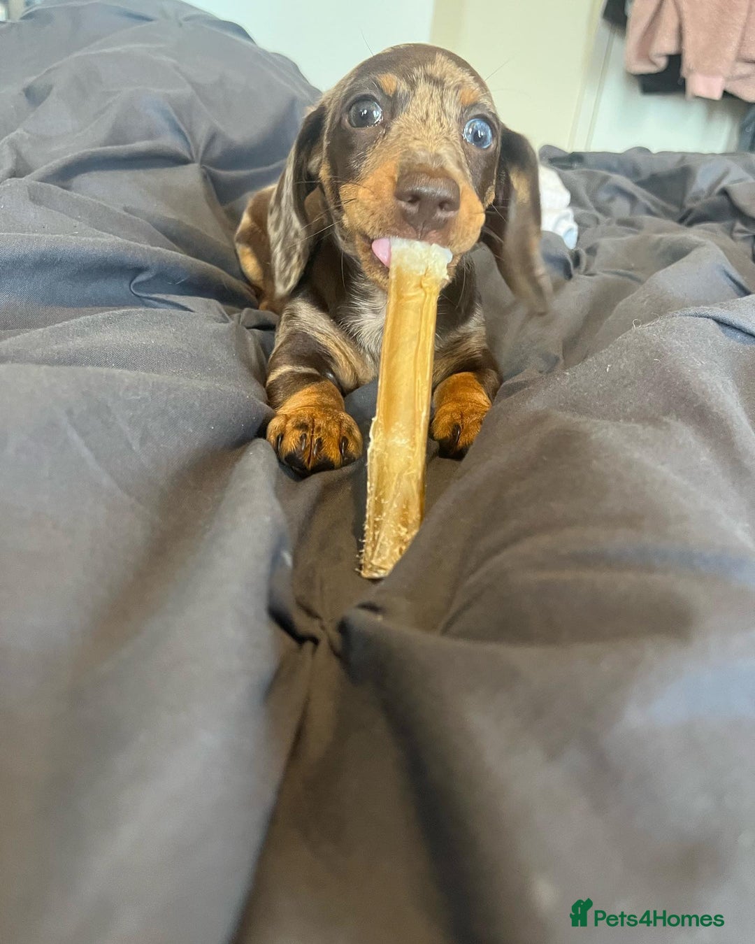 Miniature Dachshund dogs for sale: Lovely Miniature Dachshund Puppy - Image 5