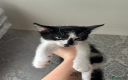 British Shorthair cats for sale: Kittens  - Image 6