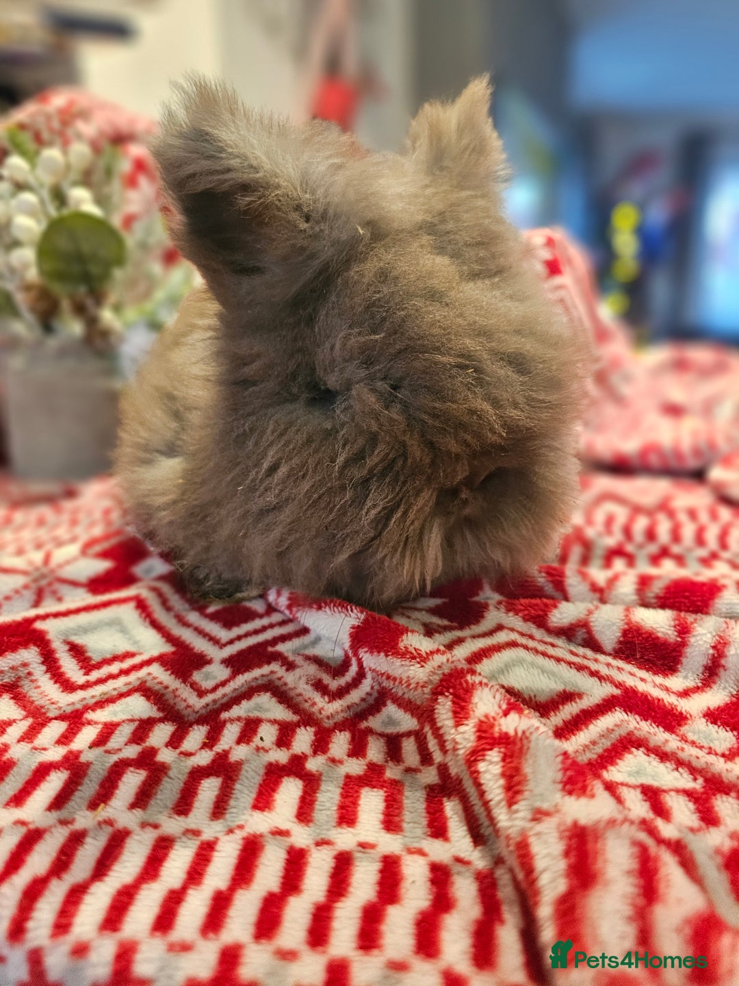 Angora rabbits for sale: Angora X - Advert 20