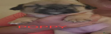 Poppy