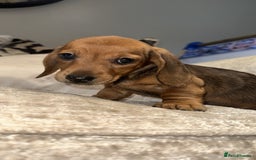 Miniature Dachshund dogs for sale: 🐾Stunning miniature dachshunds🐾 - Image 23