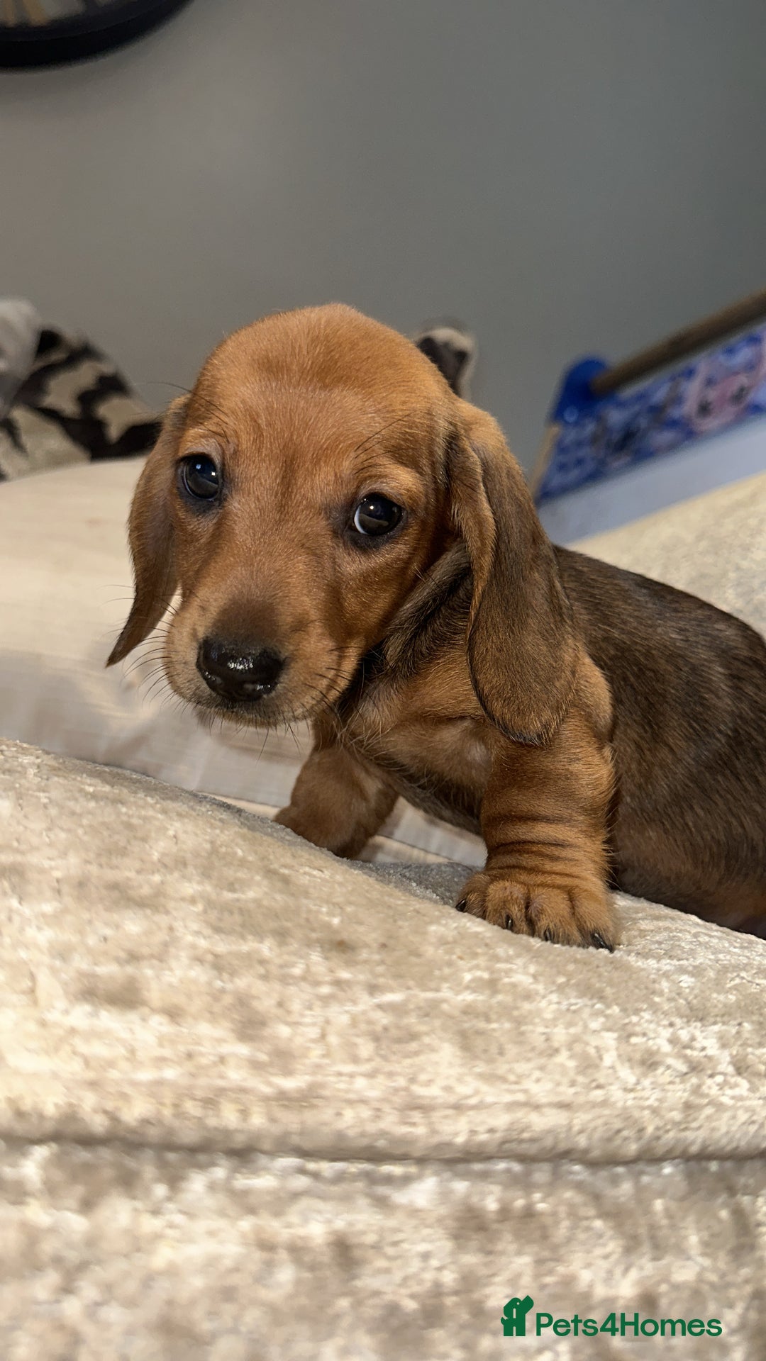Miniature Dachshund dogs for sale: 🐾Stunning miniature dachshunds🐾 - Image 23