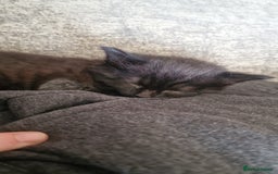 Mixed Breed cats for sale: 1 beautiful male kitten last of the litter  - Image 15