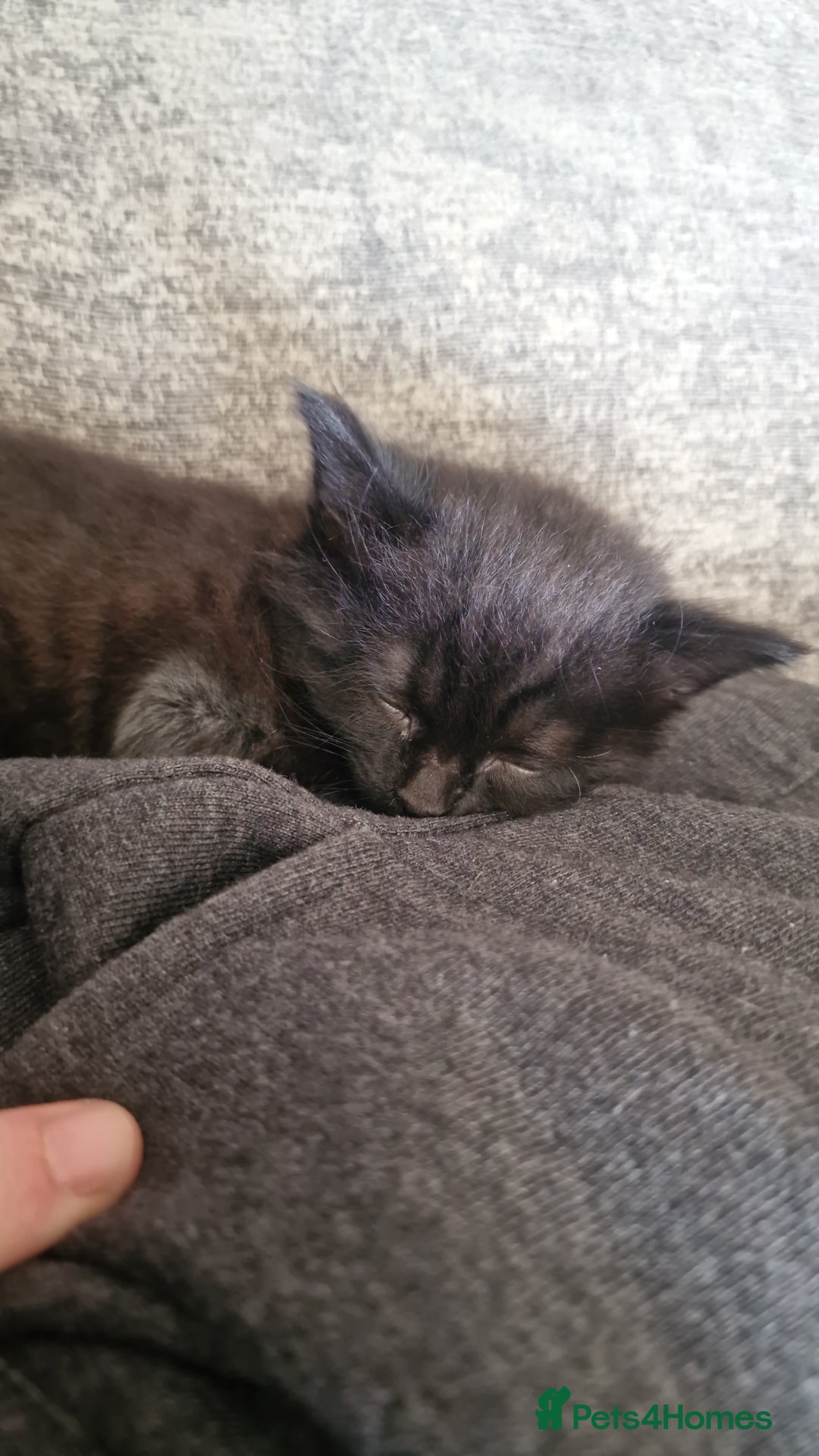 Mixed Breed cats for sale: 1 beautiful male kitten last of the litter  - Image 15