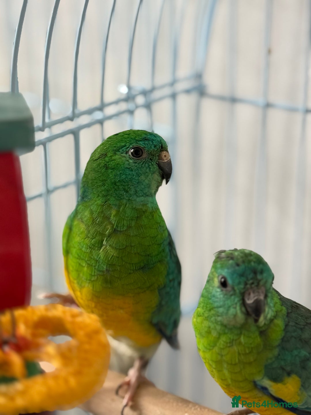 Parrots birds for sale: Beautiful talking singing Young Red Rump Parrot  - Image 2