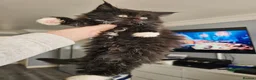 Maine Coon cats for sale: Mainecoon × Siberian  - Advert 17