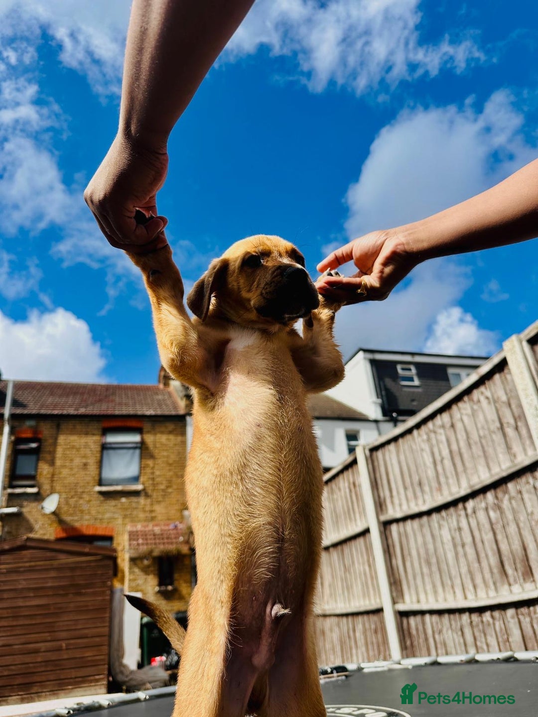 Mixed Breed dogs for sale: Staffy×Serbian Defence Male Puppy – Ready Now - Image 7