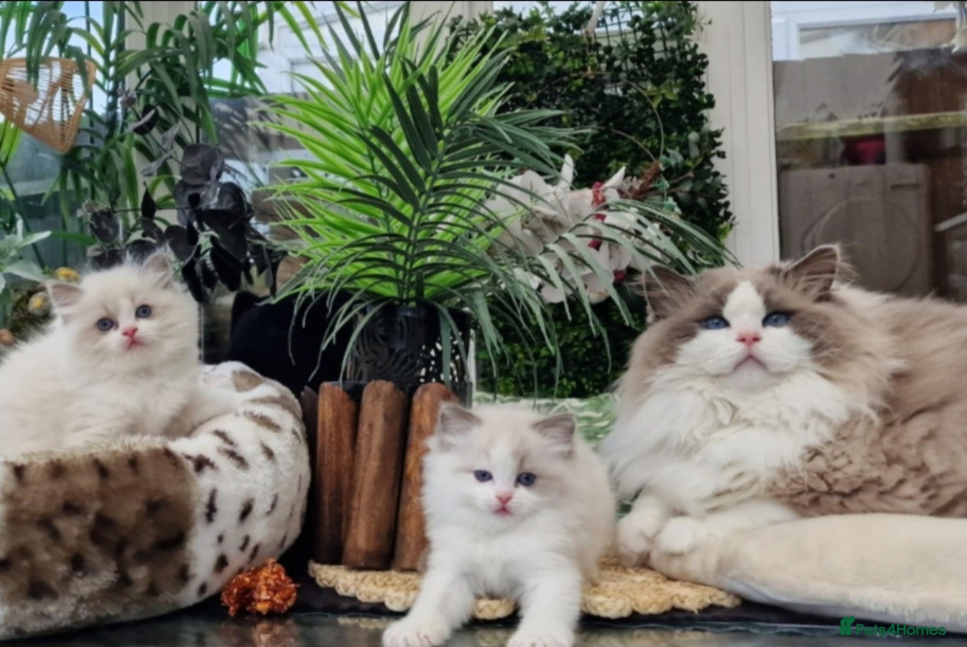 Ragdoll cats 🏆🎀🐈Exclusive kittens🏆Champion parents🐈 - Advert 2