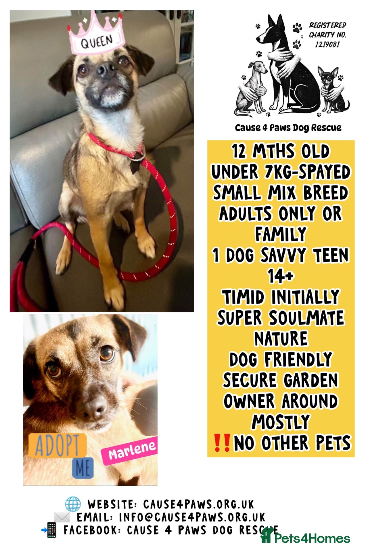 Mixed Breed dogs Meet Marlene  12 months old  6.5 kg Romanian mix  - Advert 9
