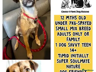 Mixed Breed dogs Meet Marlene 12 months old 6.5 kg Romanian mix - Advert 9