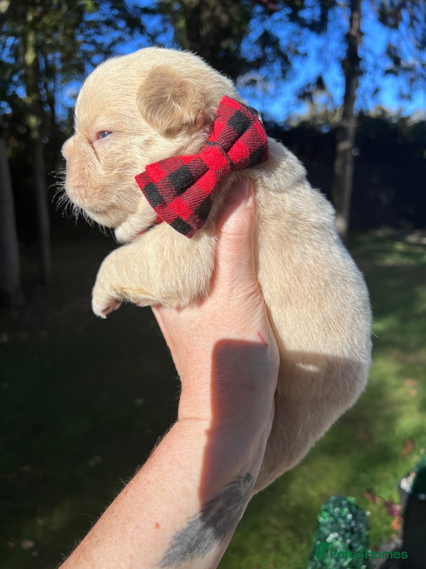 French Bulldog dogs for sale: BEAUTIFUL FLUFFY FRENCH BULLDOG PUPPIES - Advert 1