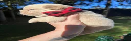 French Bulldog dogs for sale: BEAUTIFUL FLUFFY FRENCH BULLDOG PUPPIES - Advert 25