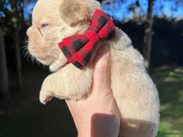 French Bulldog dogs for sale: BEAUTIFUL FLUFFY FRENCH BULLDOG PUPPIES - Advert 1