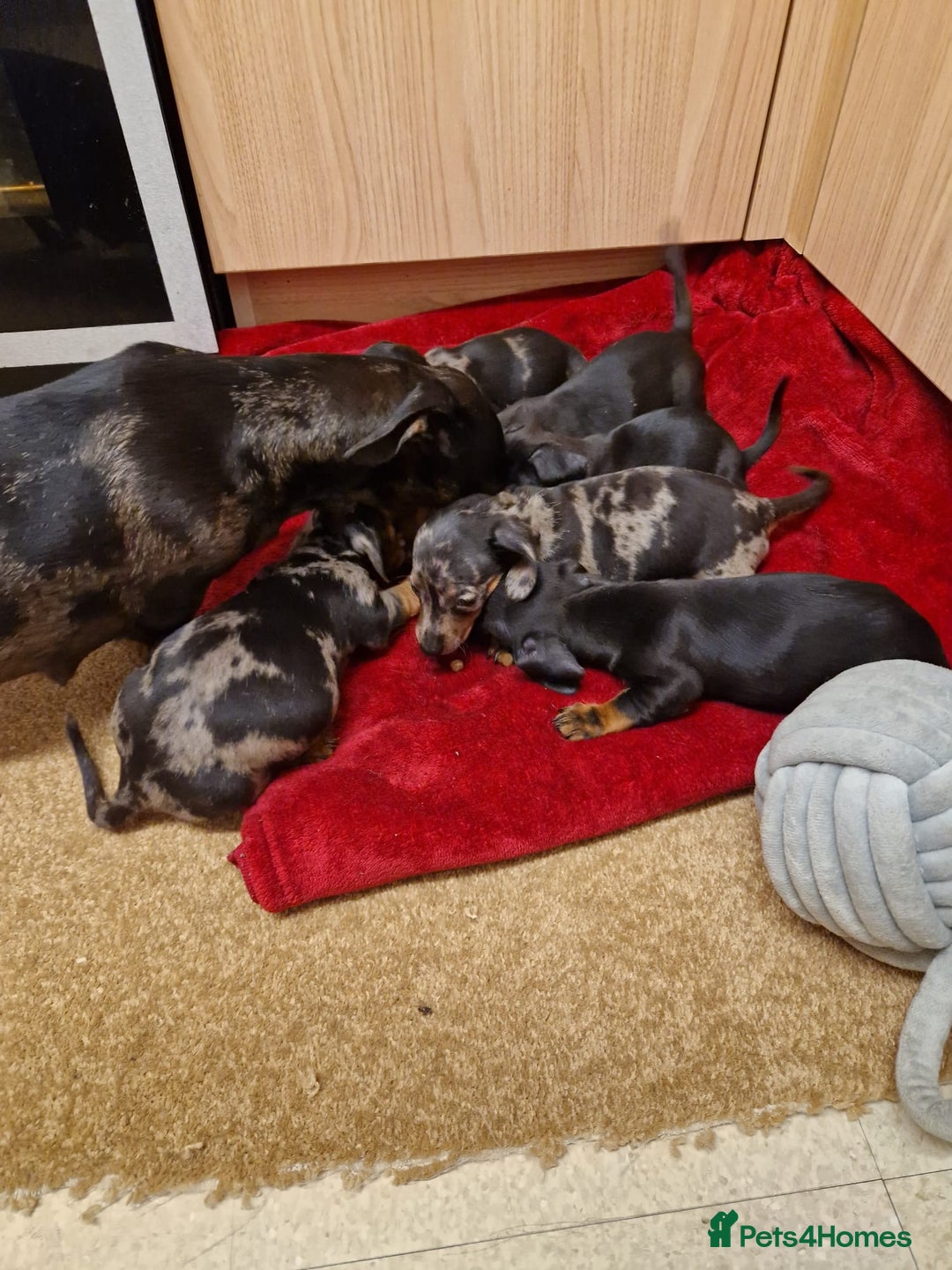 Miniature Dachshund dogs for sale: Black grey dapple, Black Tan miniature dachshund - Image 3