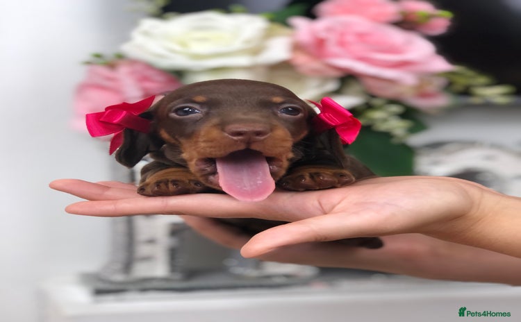 Miniature Dachshund dogs - Advert 10