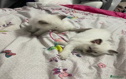 Ragdoll cats for sale: 🩵 Beautiful Ragdoll Kittens Ready at 12 Weeks! 🩵 - Image 16