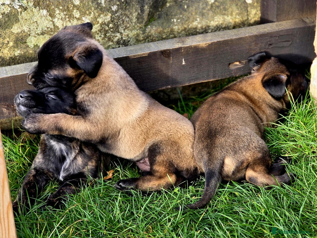 Belgian Shepherd Dog dogs for sale: Dutch Herder x Mali Pups 🔥 - Advert 6