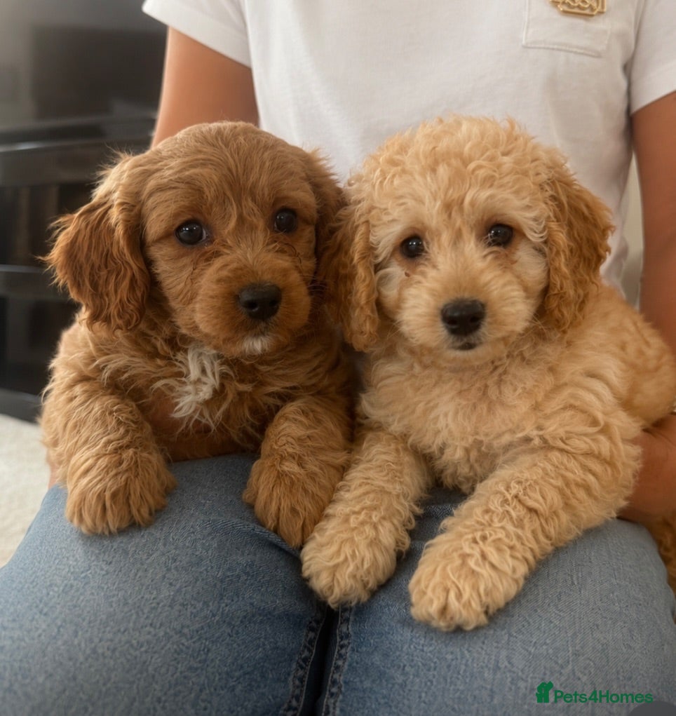 Cavapoo dogs Extensively health tested red Cavapoo babies - Advert 1