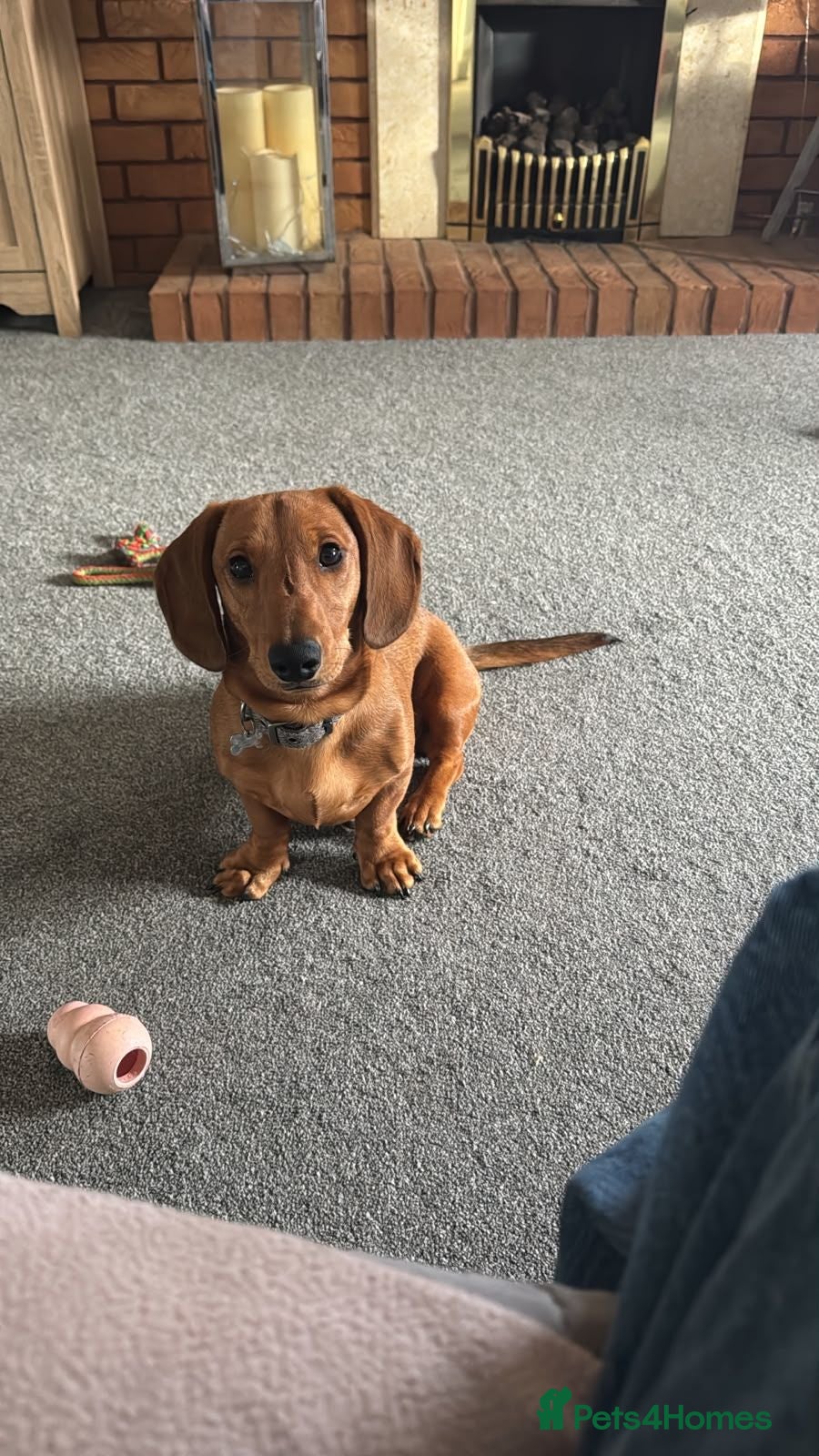 Dachshund dogs Male dachshund  - Advert 6