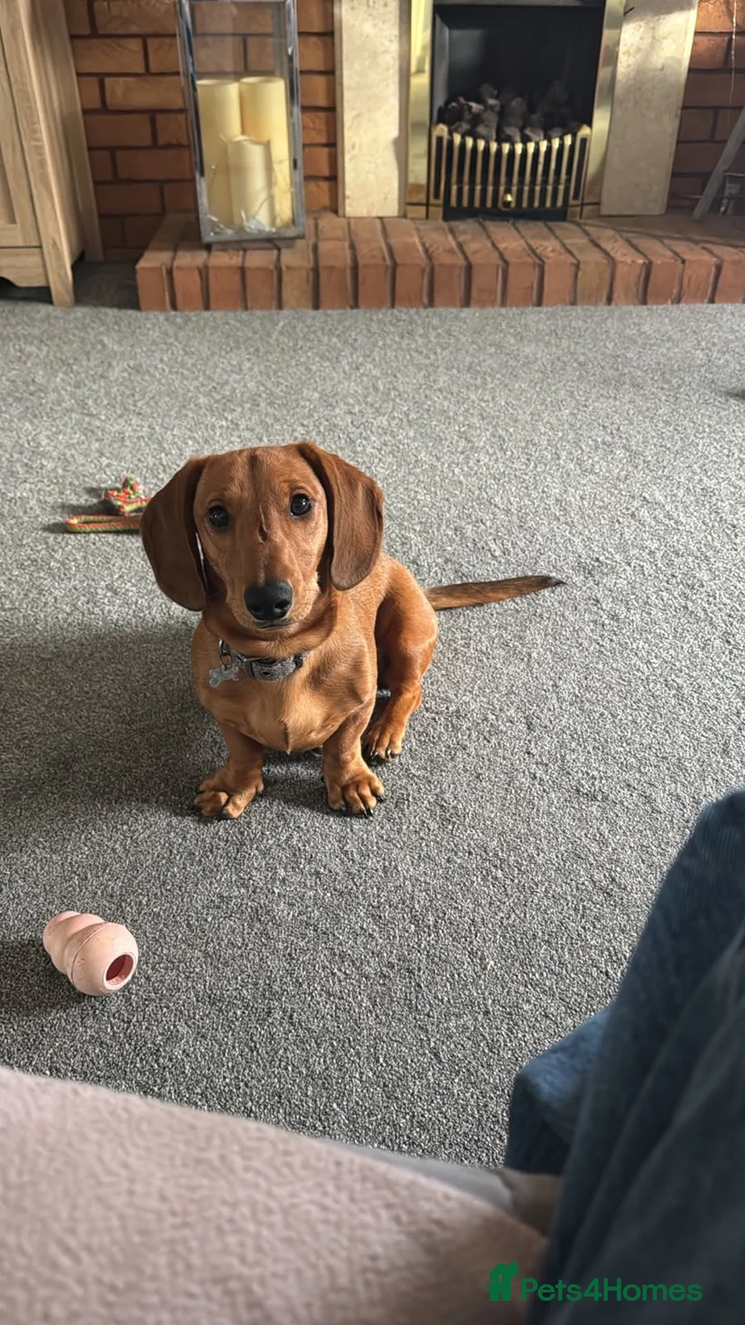 Dachshund dogs for sale: Male dachshund  - Advert 1
