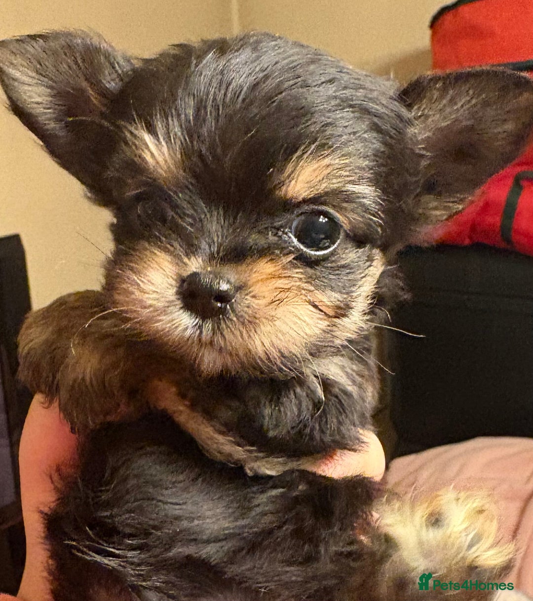 Chorkie dogs for sale: Tiny Pups for sale - Image 14