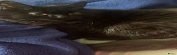 British Longhair cats for sale: Black British Longhair Kitty - Advert 3