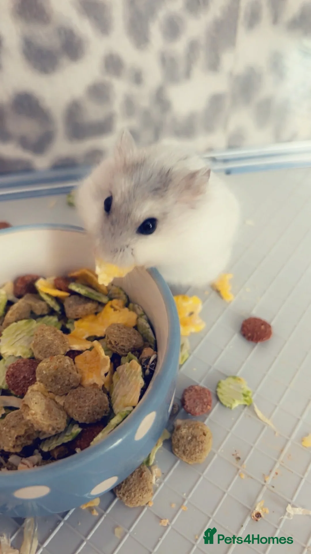 Hamster rodents for sale: Russian Dwarf Hamster -Snowball  in Stockport - Advert 2