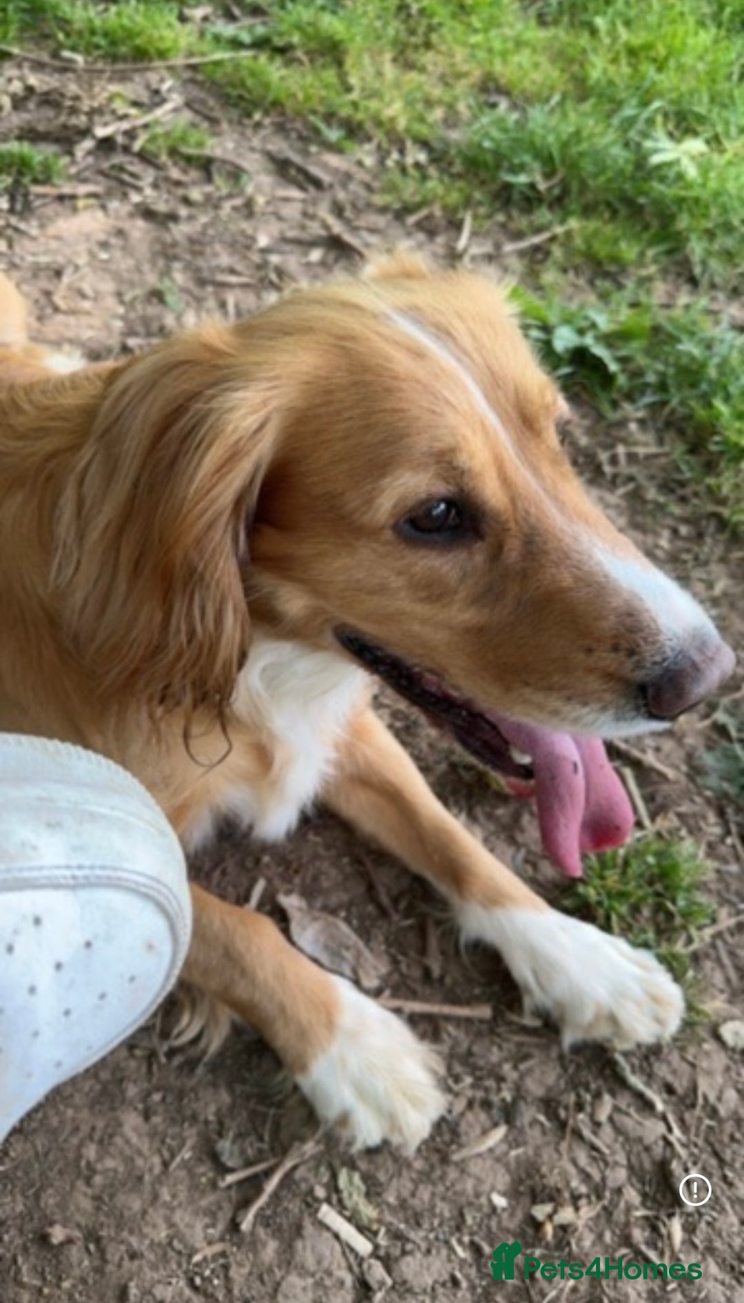 Cocker Spaniel dogs for stud: Golden Cocker Spaniel Stud - Advert 2